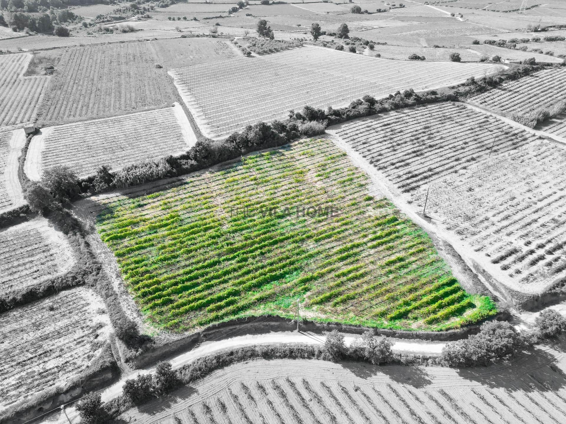 terreno en L Arboç — Terreno agrícola de 1 hectárea en l'Arboç