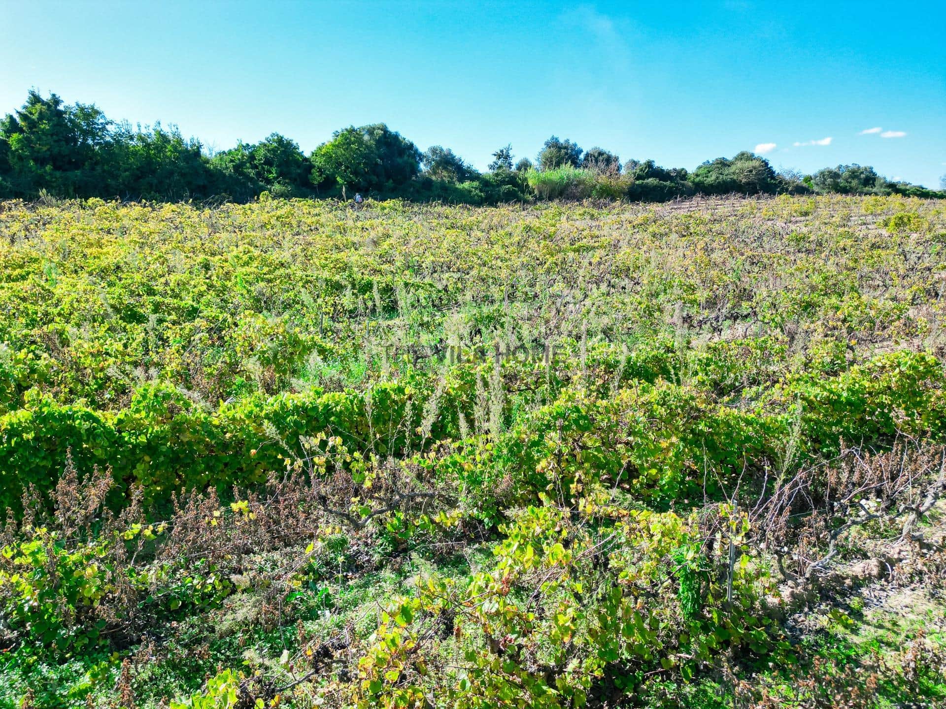 Terreno agrícola de 1 hectárea en l'Arboç — foto 10