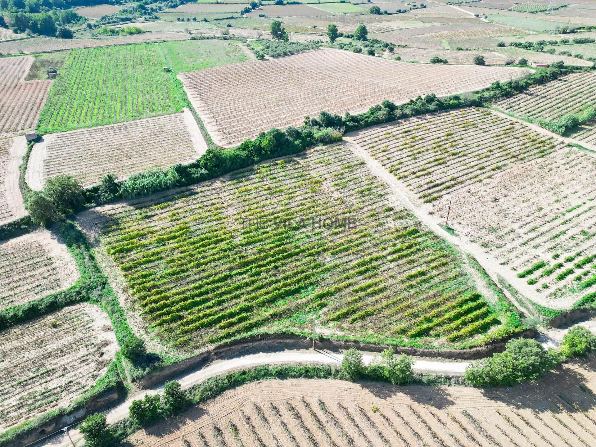 Terreno agrícola de 1 hectárea en l'Arboç — foto 2
