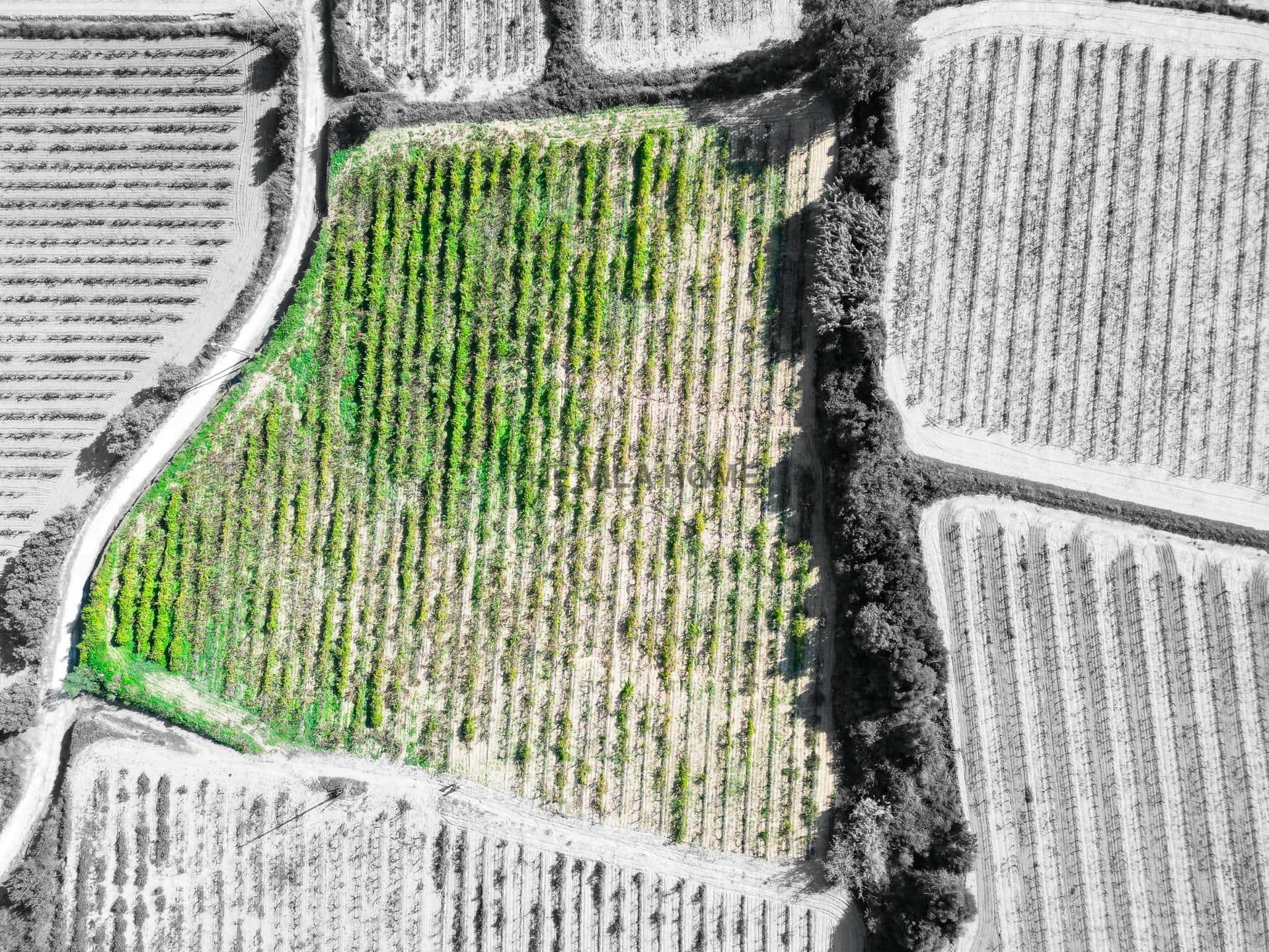 Terreno agrícola de 1 hectárea en l'Arboç — foto 3