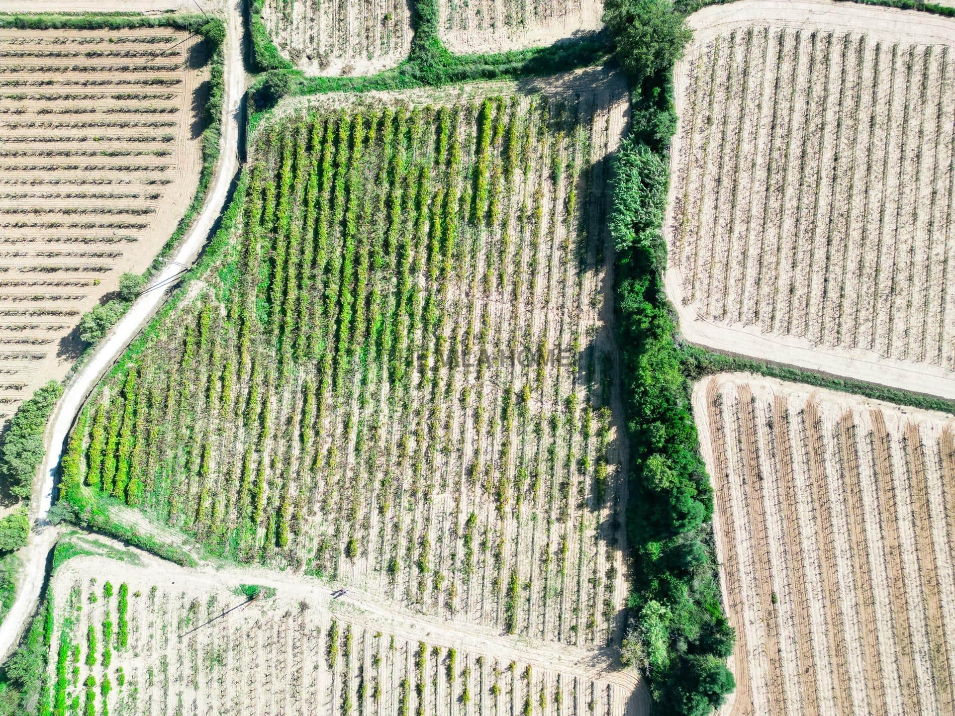 Terreno agrícola de 1 hectárea en l'Arboç — foto 4