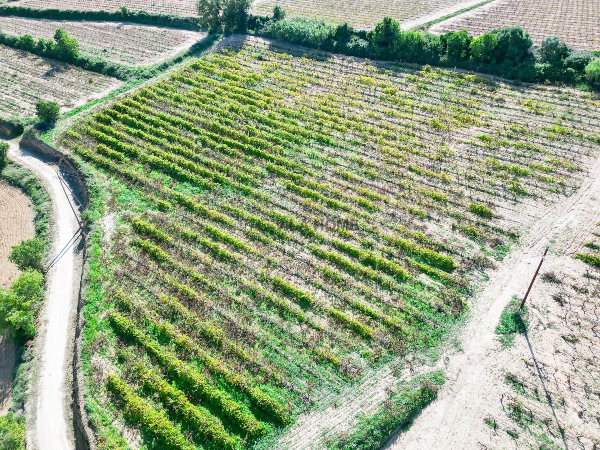 Terreno agrícola de 1 hectárea en l'Arboç — foto 5