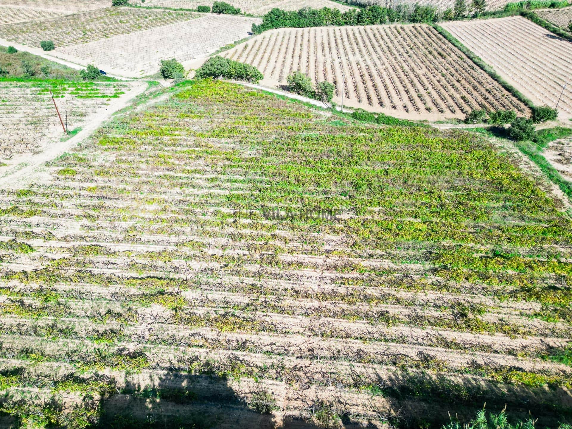 Terreno agrícola de 1 hectárea en l'Arboç — foto 6