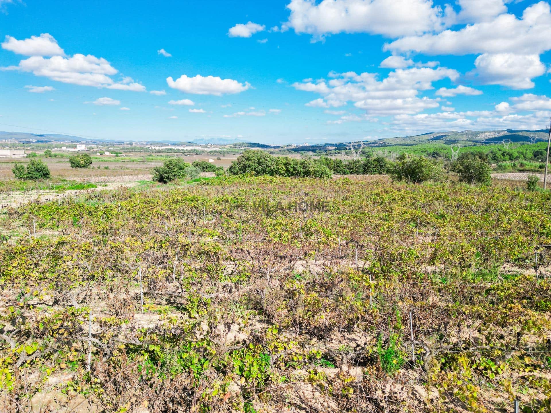 Terreno agrícola de 1 hectárea en l'Arboç — foto 7