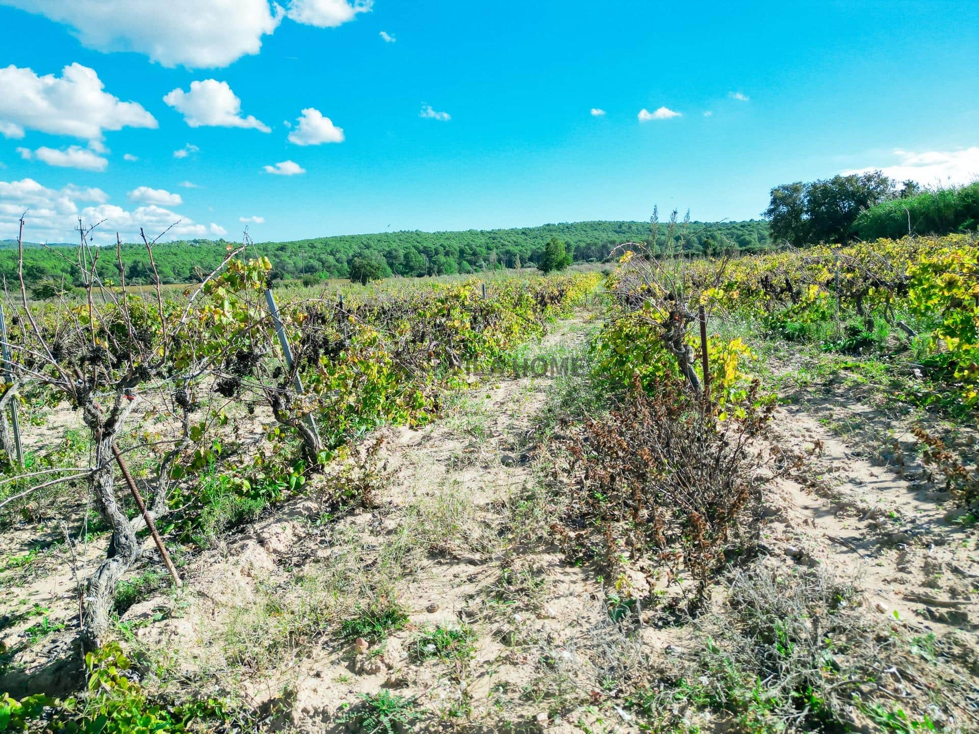 Terreno agrícola de 1 hectárea en l'Arboç — foto 9