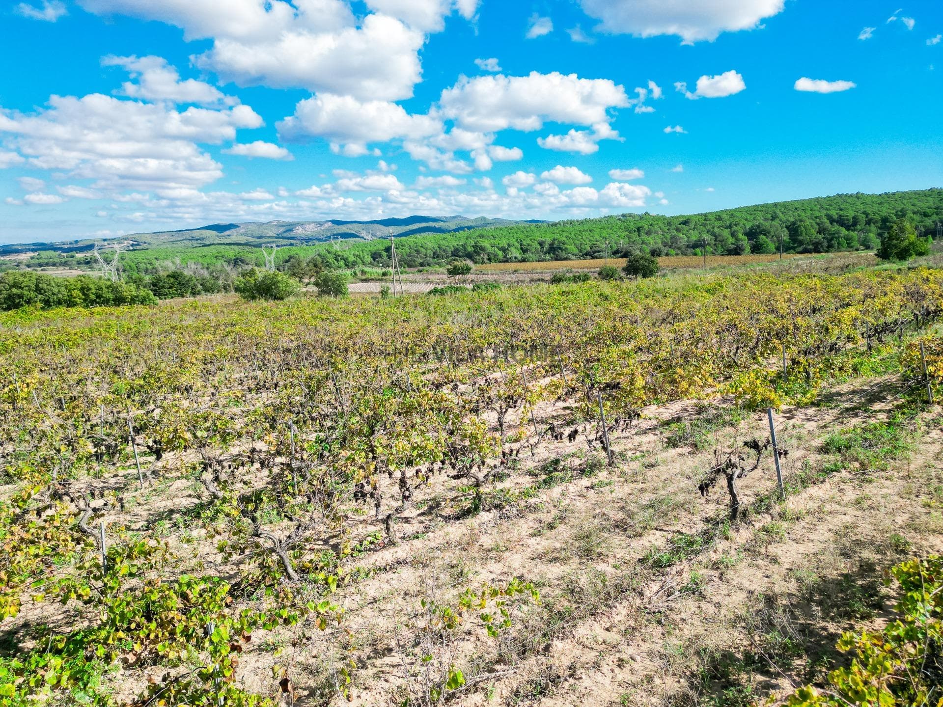 terreno en L Arboç — foto 11 de 15