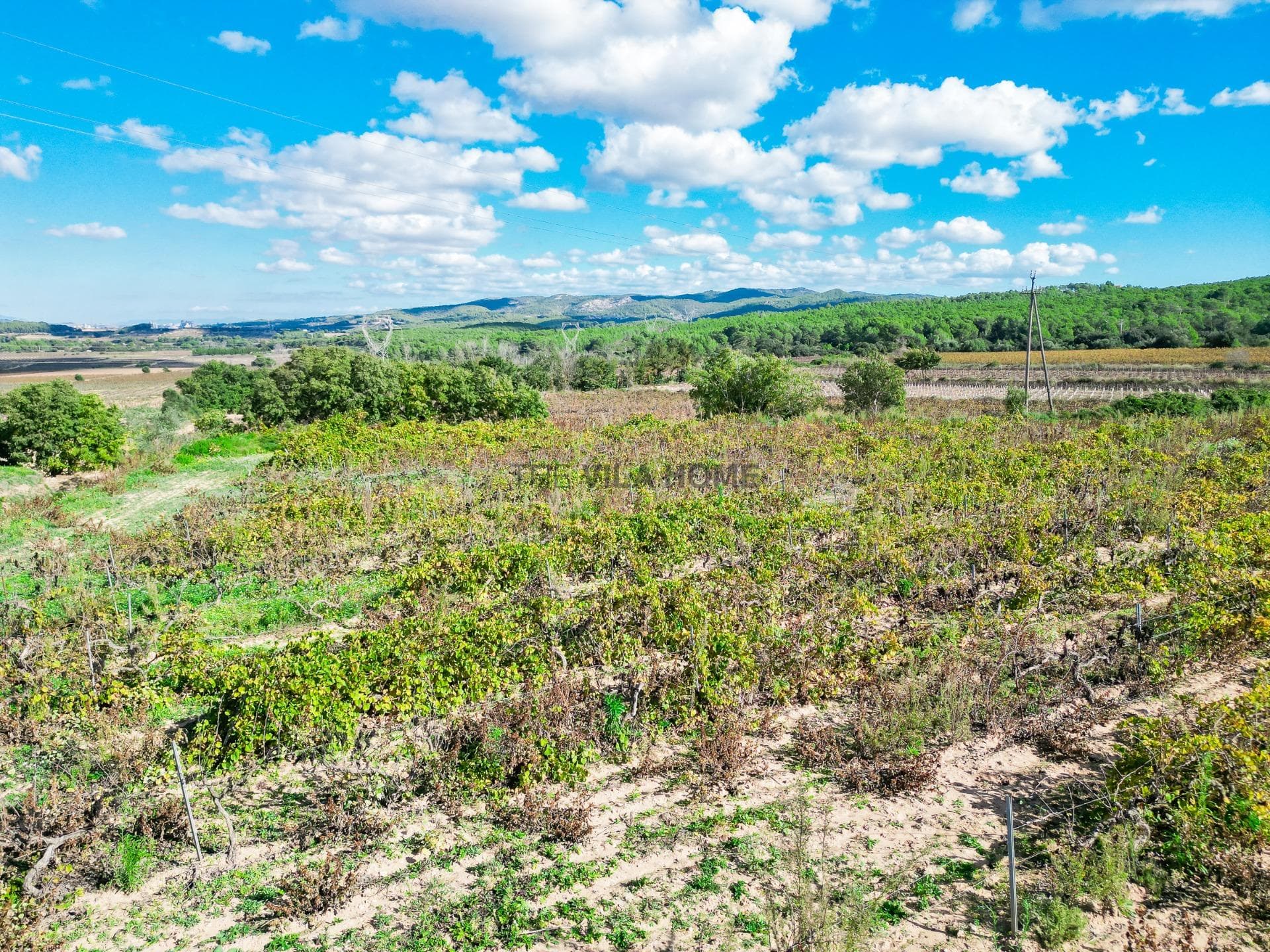 terreno en L Arboç — foto 13 de 15
