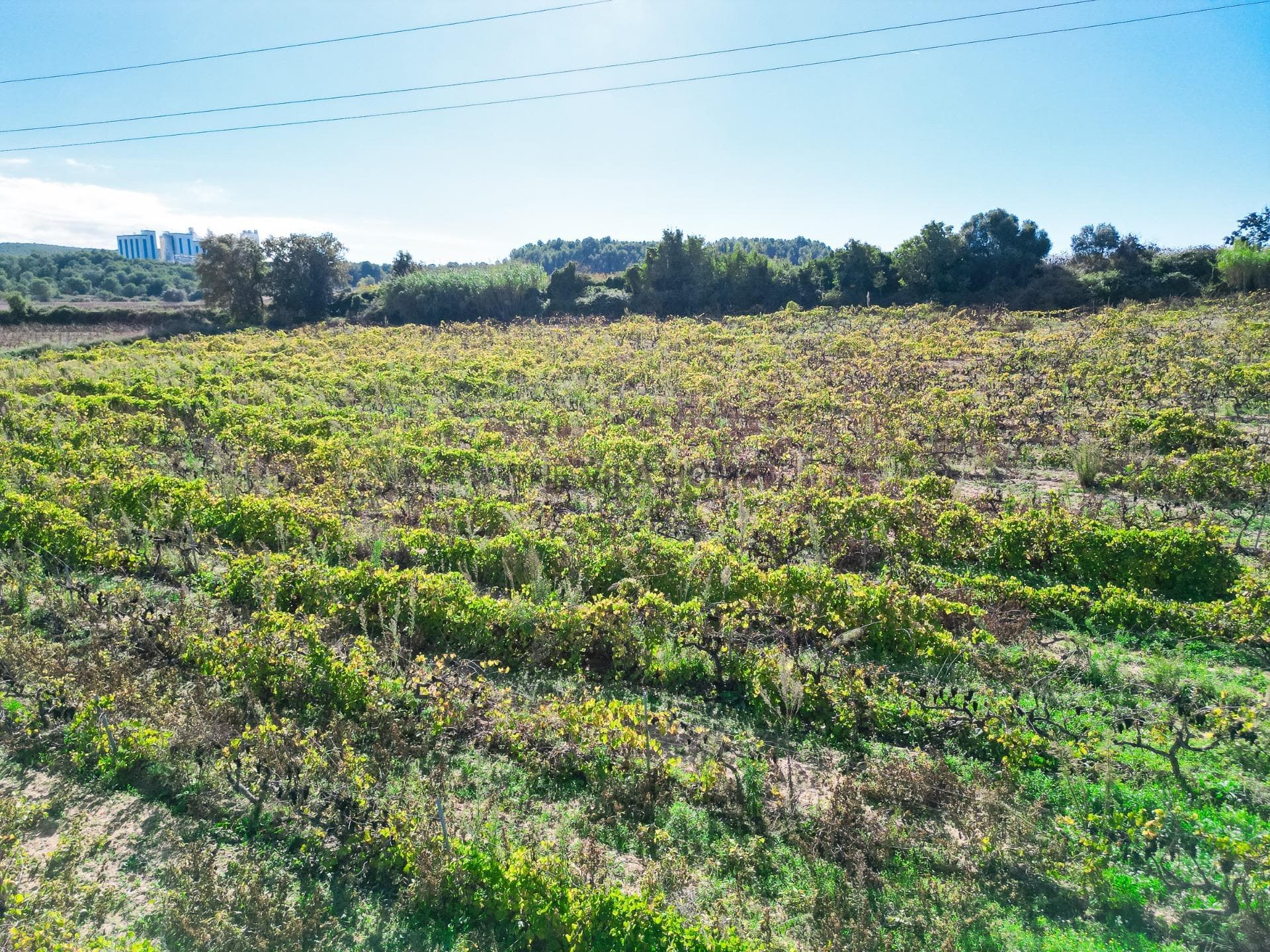 terreno en L Arboç — foto 14 de 15