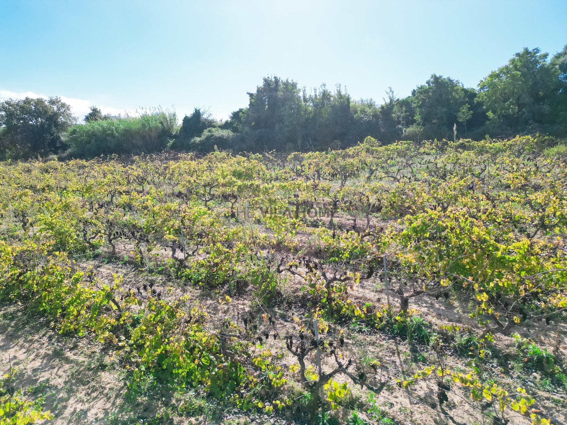 terreno en L Arboç — foto 8 de 15